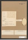 Plagiodiscus martensianus Grun. (de-Toni-Nr.: Genus 56, Species 2424) Zeichnungen Sammlung Grunow Nr. 4879 (NHMW-BOT-W0373067)